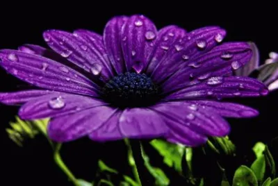 Purple Daisy jigsaw puzzle
