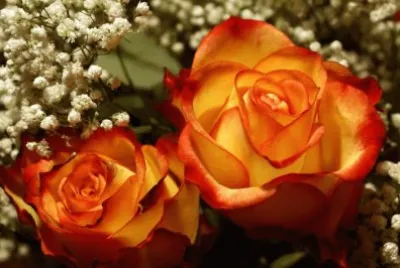 Perfectly Roses jigsaw puzzle