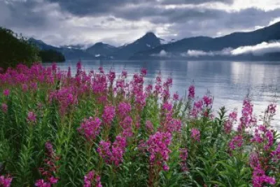 Kenai Fjords Alaska jigsaw puzzle