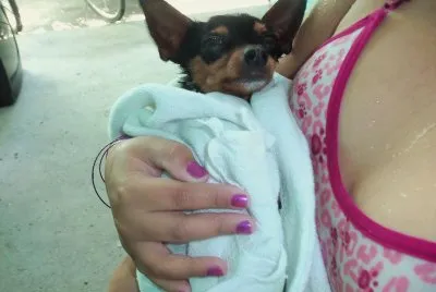 Pitty apÃ³s o banho