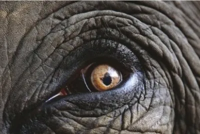 Ojo de elefante