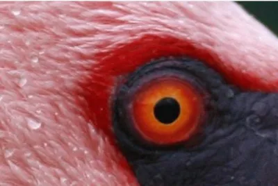 Ojo de flamenco