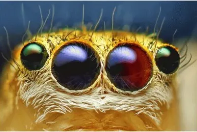 Ojos de araÃ±a