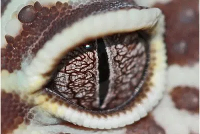 Ojo de serpiente