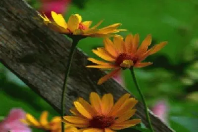 flores
