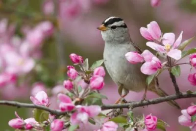 Bird in Springtime