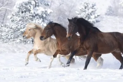 Running in the Snow jigsaw puzzle