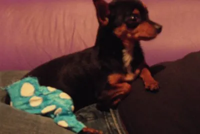 Pitty com calÃ§as