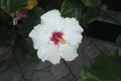 Flor