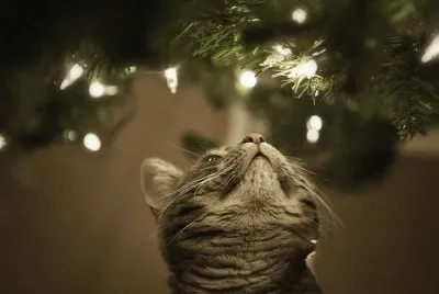 gatos