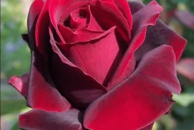 flor