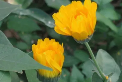 èŠ±