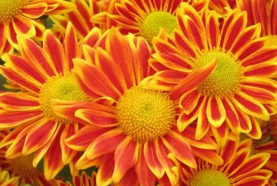 èŠ±