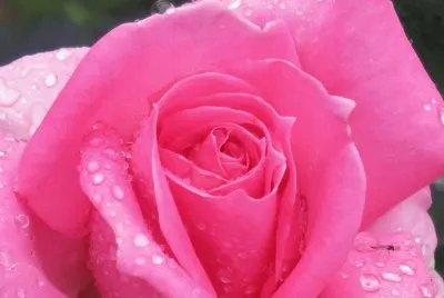 çŽ«ç‘°èŠ±
