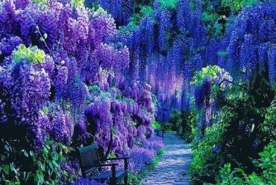 jardin de glycines
