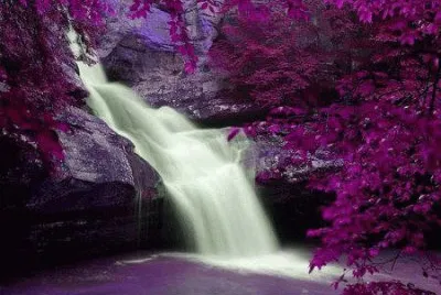 violet