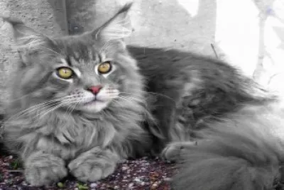 chat