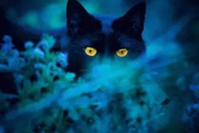 chat bleu