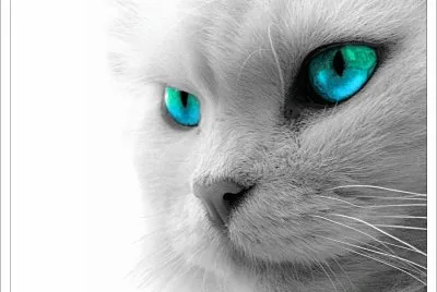 chat