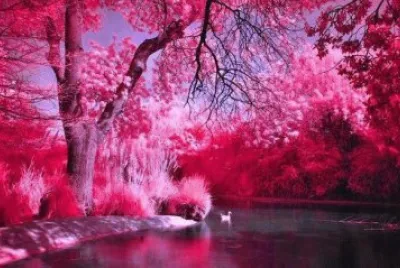 foret rose