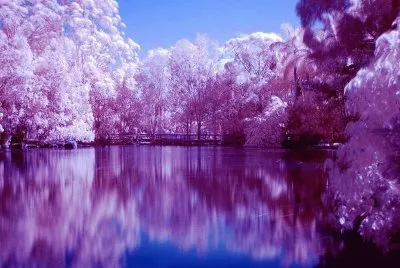 hiver rose