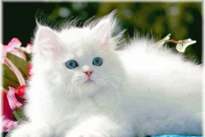 chat blanc