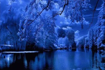 foret bleue