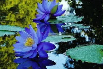 fleurs: nÃ©nuphars