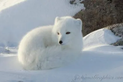 renard blanc