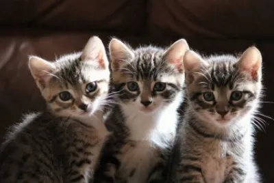 chatons