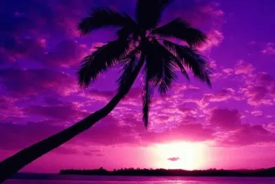 ile rose
