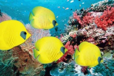 peixes