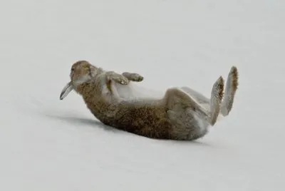 פאזל של winter