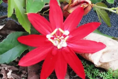 פאזל של ç´…èŠ±