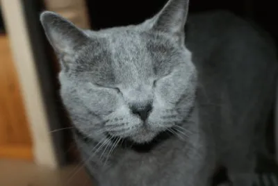 MARSU