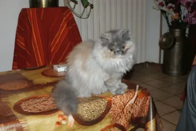 MARSU