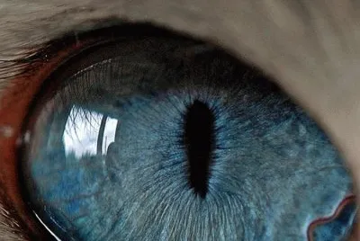 Ojos azules
