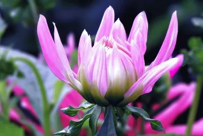 Flower jigsaw puzzle