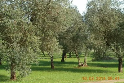 oliveto jigsaw puzzle