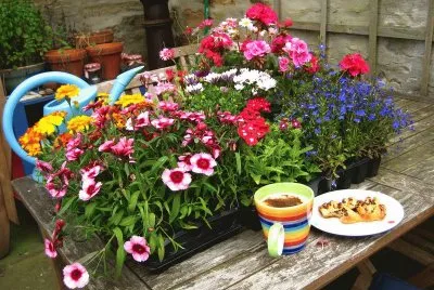 Flores com CafÃ©