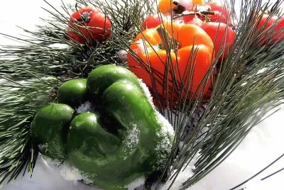 Winter Salad