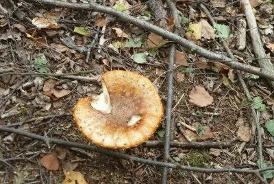 Fungus 1