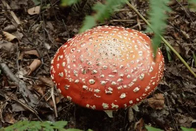 Fungus 2