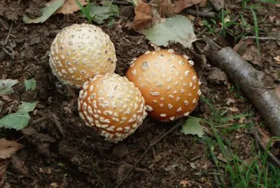 Three fungi