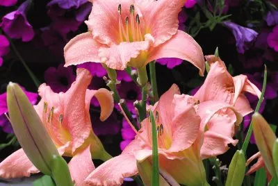 פאזל של Flowers