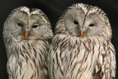 Mr and Mrs Owl