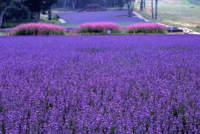 Lavender Park-Numata Gunma Japan