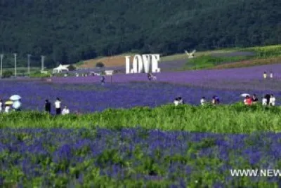 â™¥Love in the Lavender Fields-Shenyang, Chinaâ™¥