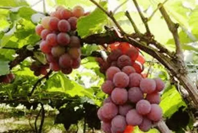 Parreira de Uvas