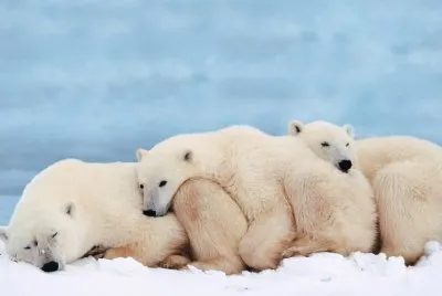 פאזל של Ursos Polares